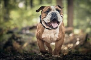 Englanninbulldoggi juoksee metsäpolulla kaulapanta kaulassaan – kuvastaa GPS-koiratutkan hyötyjä koiran seurannassa ja ulkoilun turvallisuudessa.